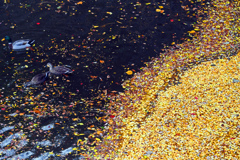 お堀の落葉　P1146635zz