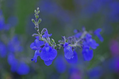 公園で見つけた青い花　_IGP7473zz