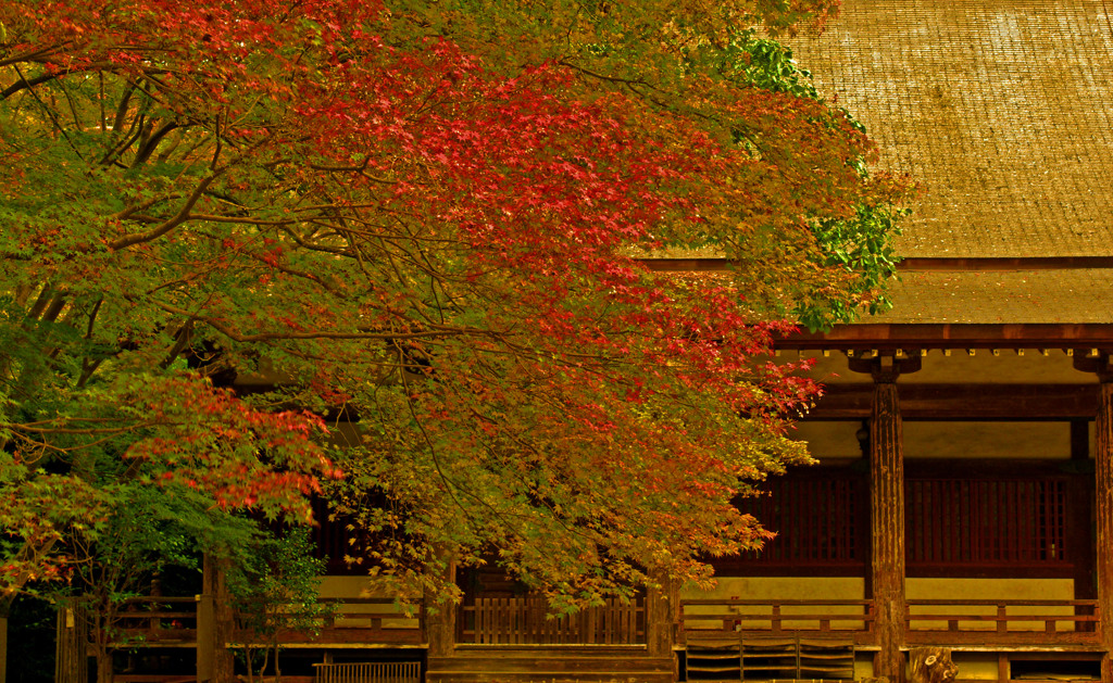 黄金に染まる　IMGP9634zz