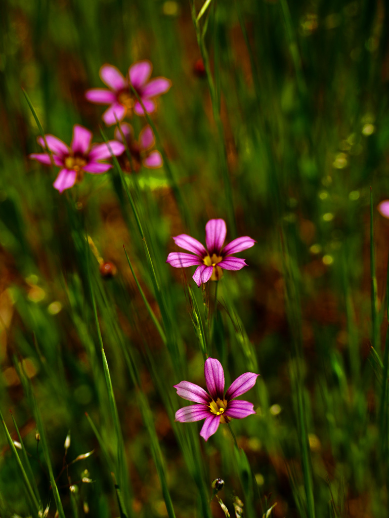 野に咲く花も美しい　P1220065zz