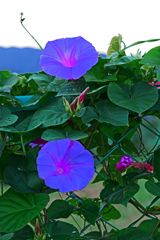 オーシャンブルーの花　P1043651zz