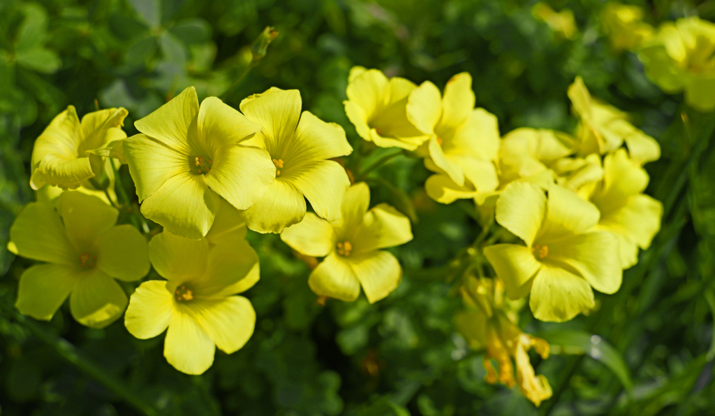 野辺に咲く花　P1062750zz