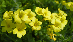野辺に咲く花　P1062750zz