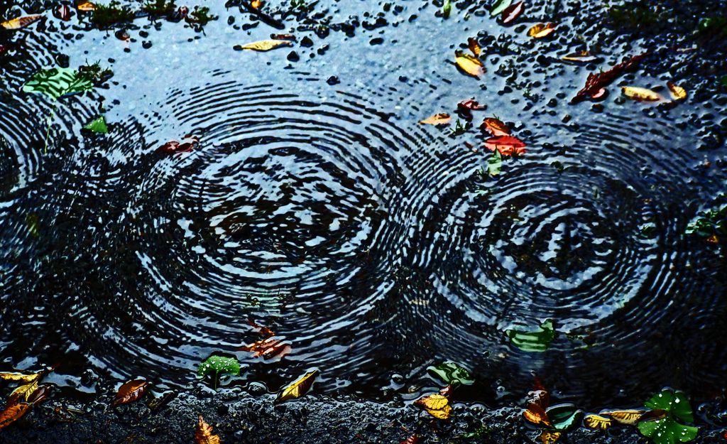 雨だれ　P1470907zz