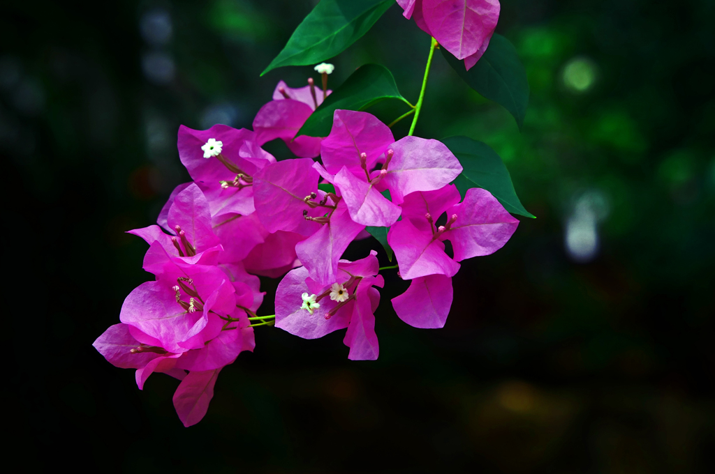 トロピカルな花　P1230060zz