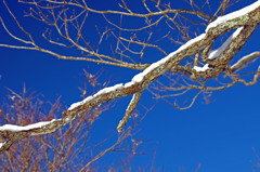 梢の雪　IMGP2529zz