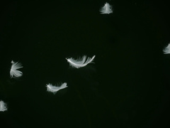 Feather　P1470722zz