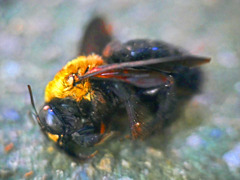 「ハチのムサシは死んだのさ」　P1240123zz