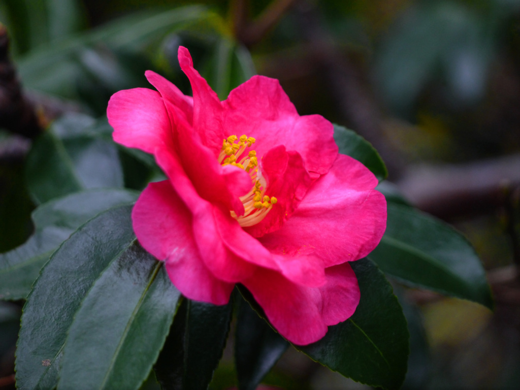 山茶花が咲いていた　P1160460zz