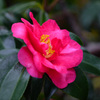 山茶花が咲いていた　P1160460zz