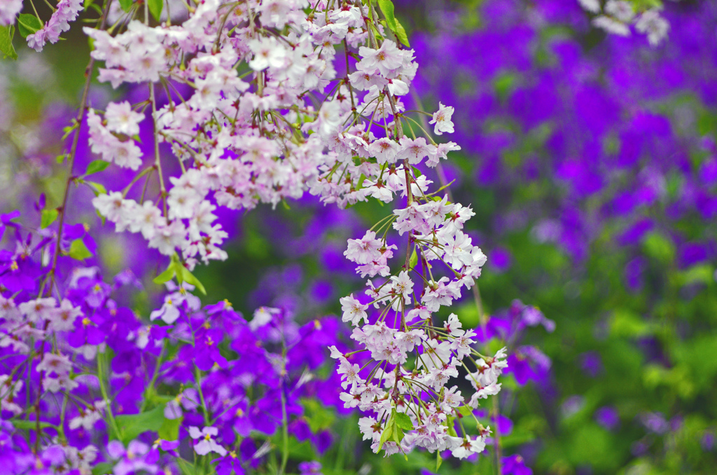 枝垂桜と紫花菜　IMG2749zz