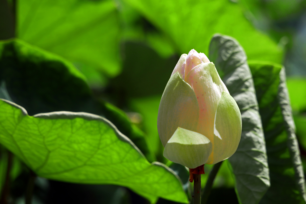 ほんのり頬染めて　P1200278zz