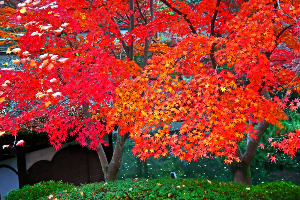 小雨の大名庭園　P1300390zz