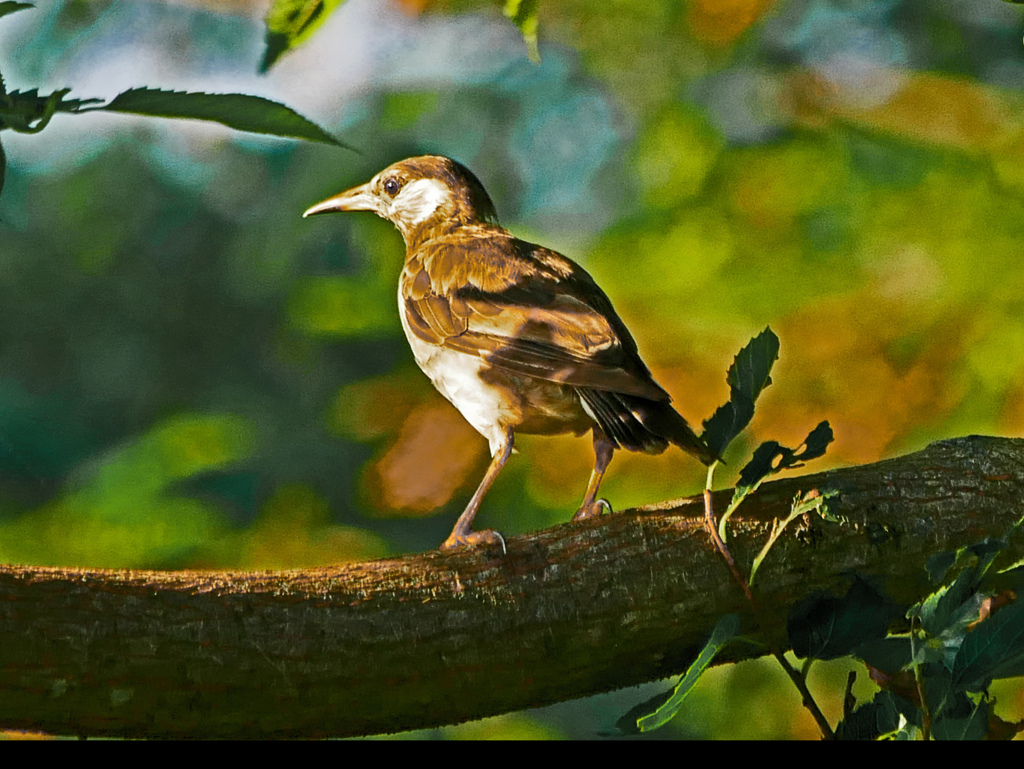 朝日を受けて　P1610187zz
