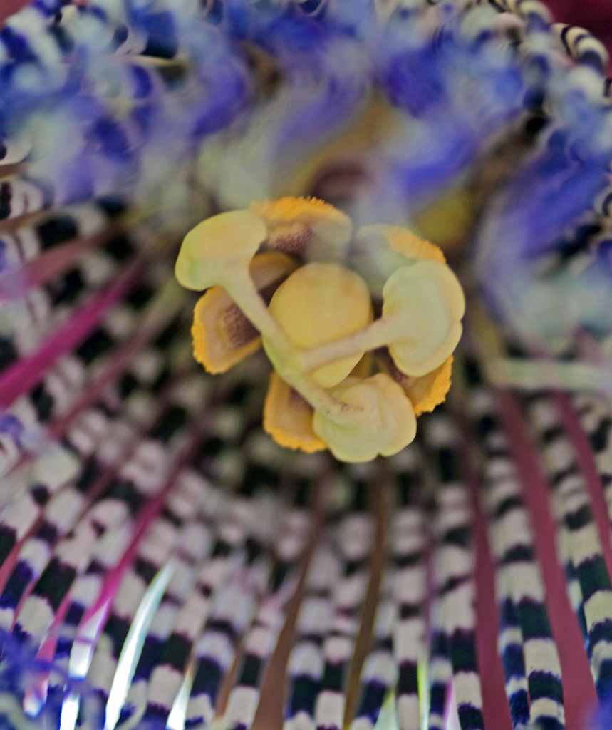 雌しべ　IMG8471zz