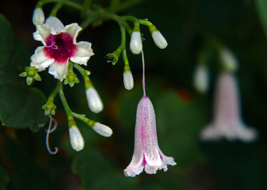 へくそかずら　P1690830zz