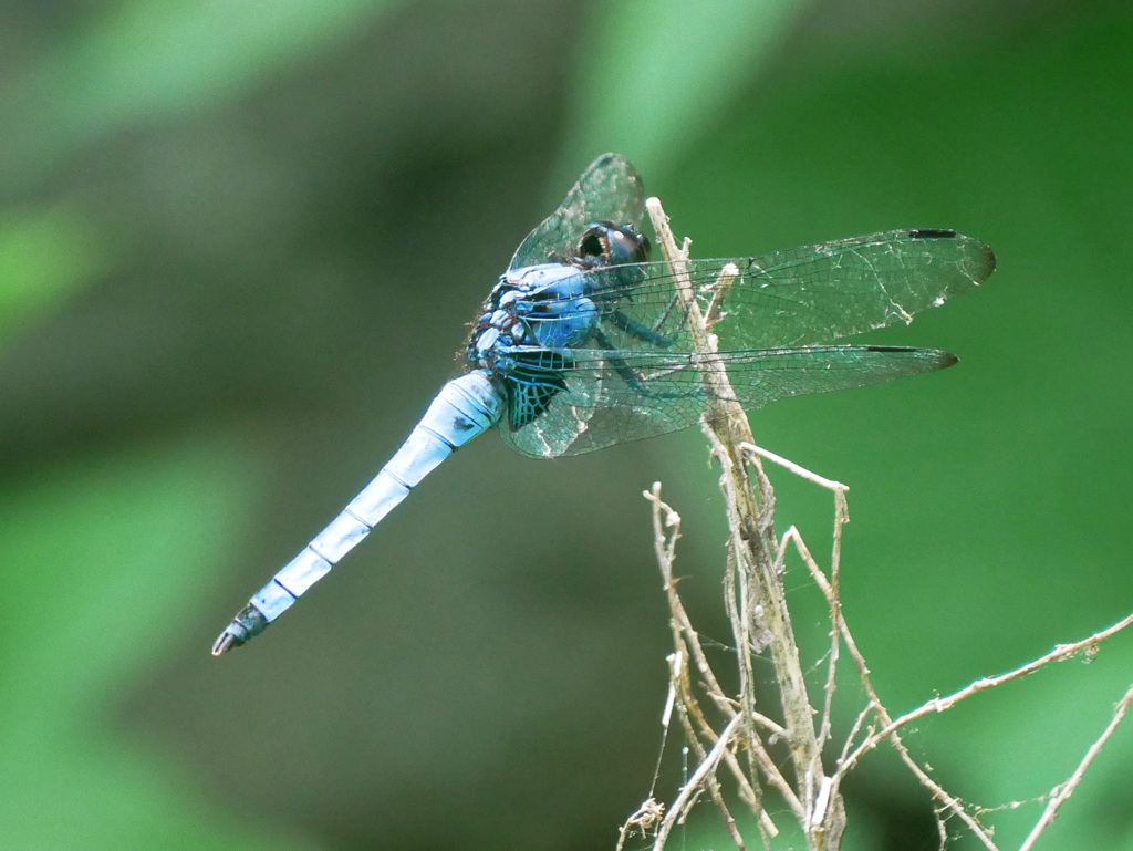 オオシオカラトンボ　P1320493zz