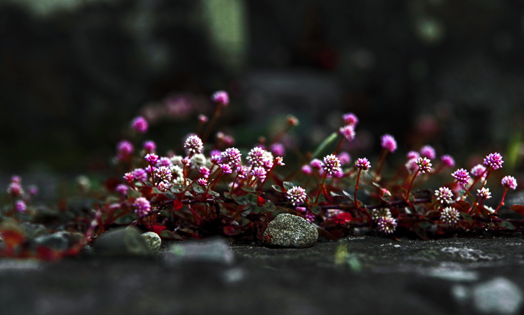 ヒメツルソバ　IMGP6677zz