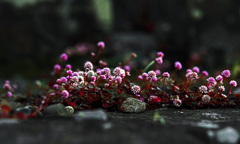 ヒメツルソバ　IMGP6677zz