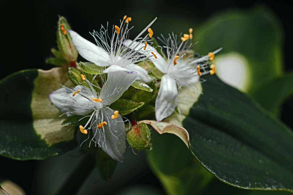 蕊の美 斑入り露草　IMGP7345zz