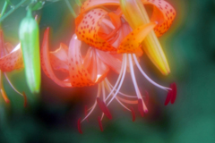 妖艶な花　P1210481zz(ソフトフォーカス）