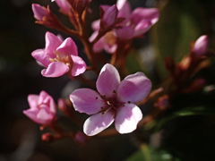 シャリンバイ　P1200565zz