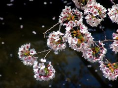 花てまり　DSC08778zz