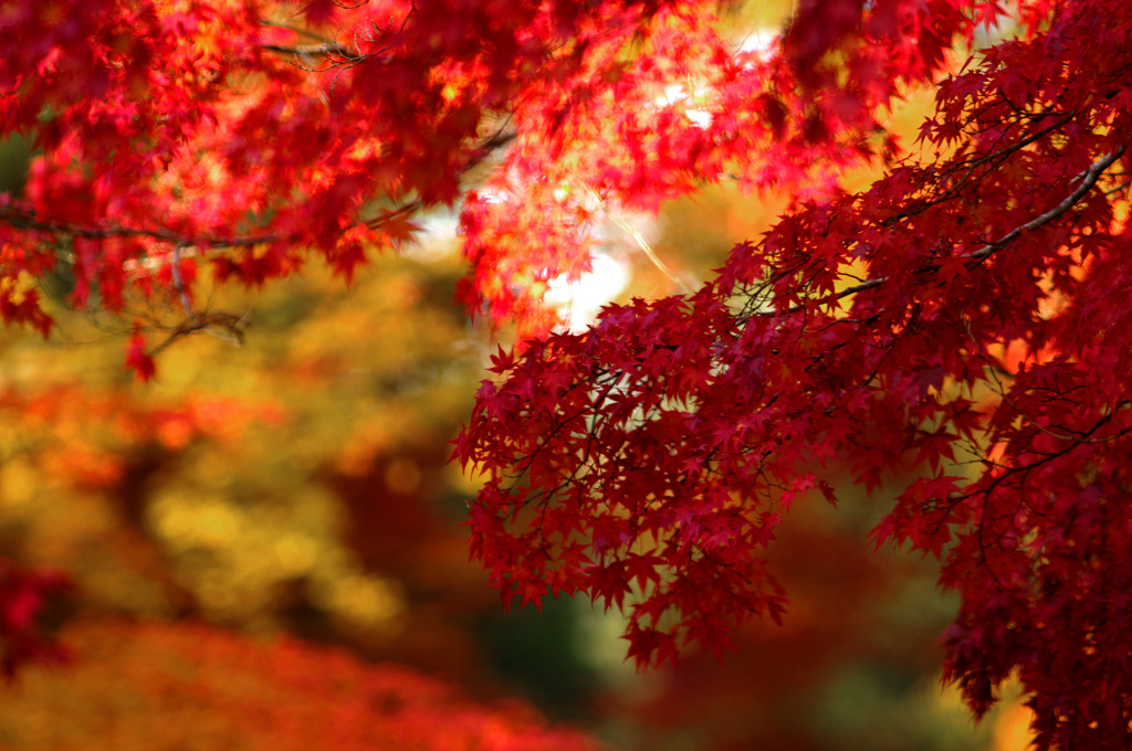 紅に燃ゆる　_IGP9275az