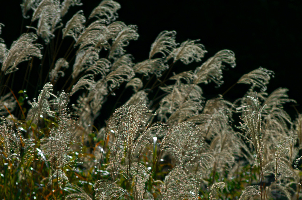 無常の芒　_IMG9577zz