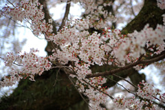 日本一の校庭桜　IMGP4453zz