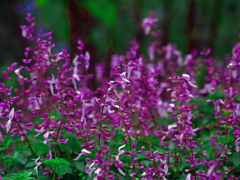 オルトシフォン ラビアツス　P1730091zz