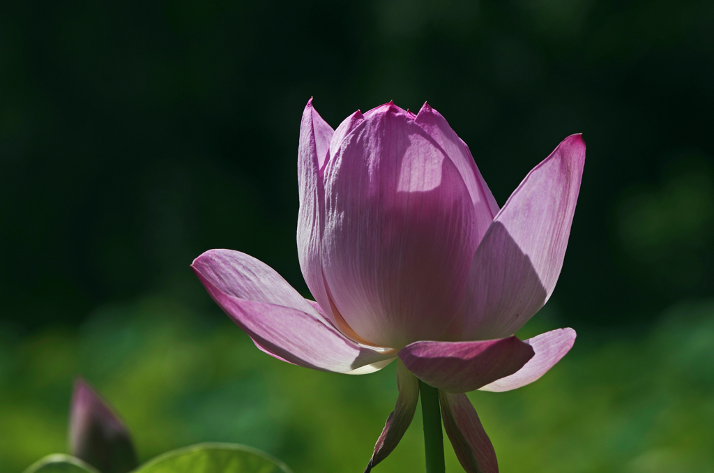 午後の陽射しに　_IMG1543zz