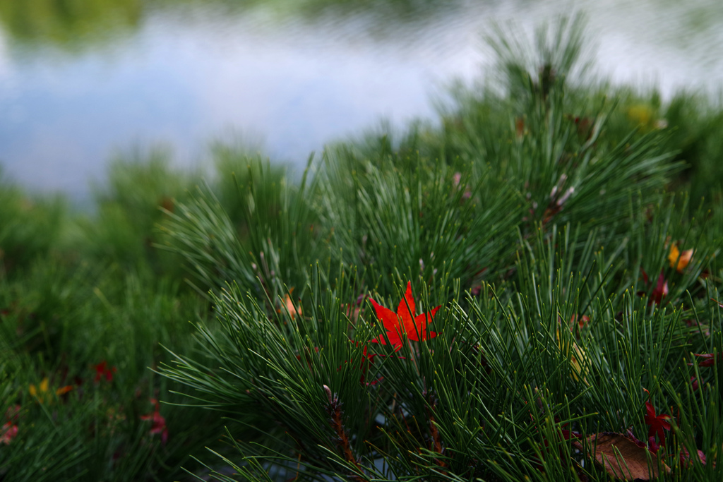 紅一点　IMGP8605zz