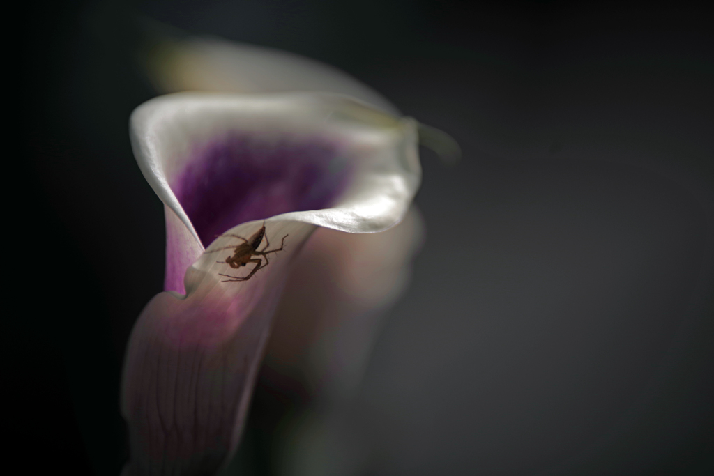 虫の影　IMGP2648zz
