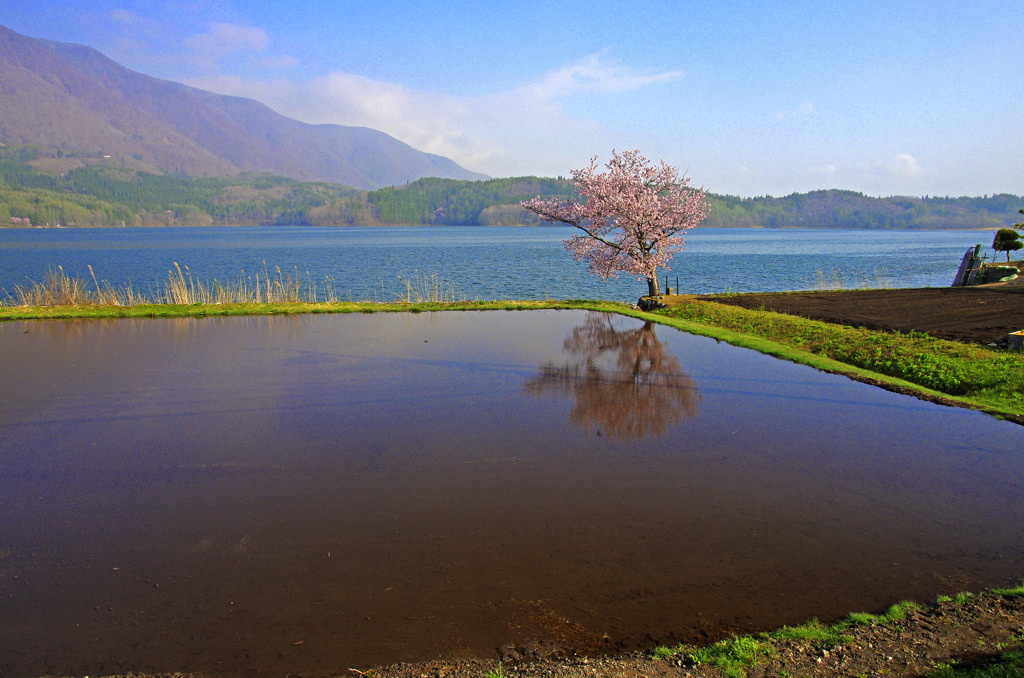 湖畔の一本桜　_IGP3812z