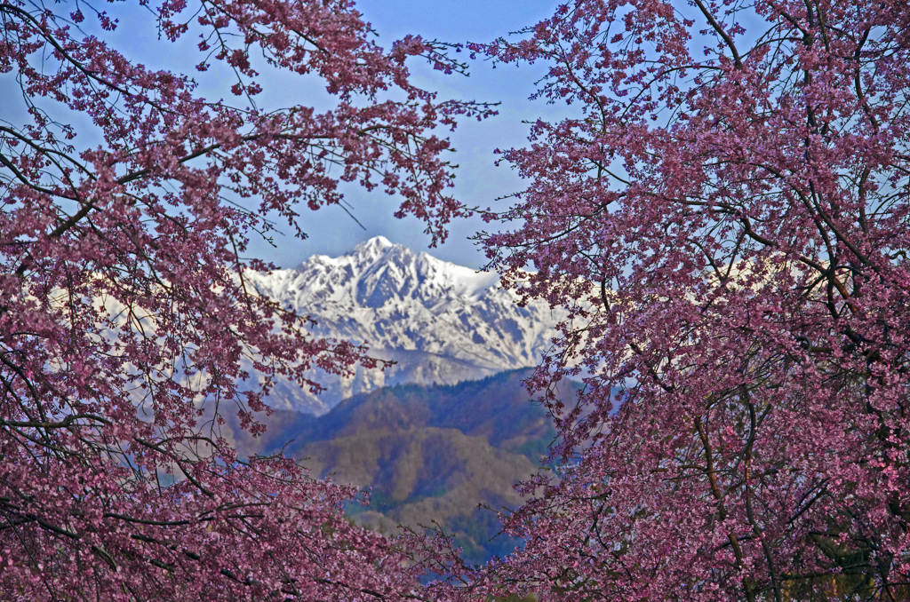 春の思い出〈桜の額縁〉　IGP4579zz