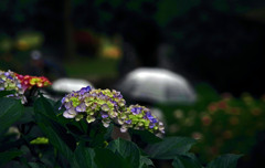紫陽花には雨が似合う　IMGP7823zz