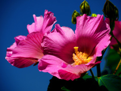 赤い芙蓉　P1360913zz