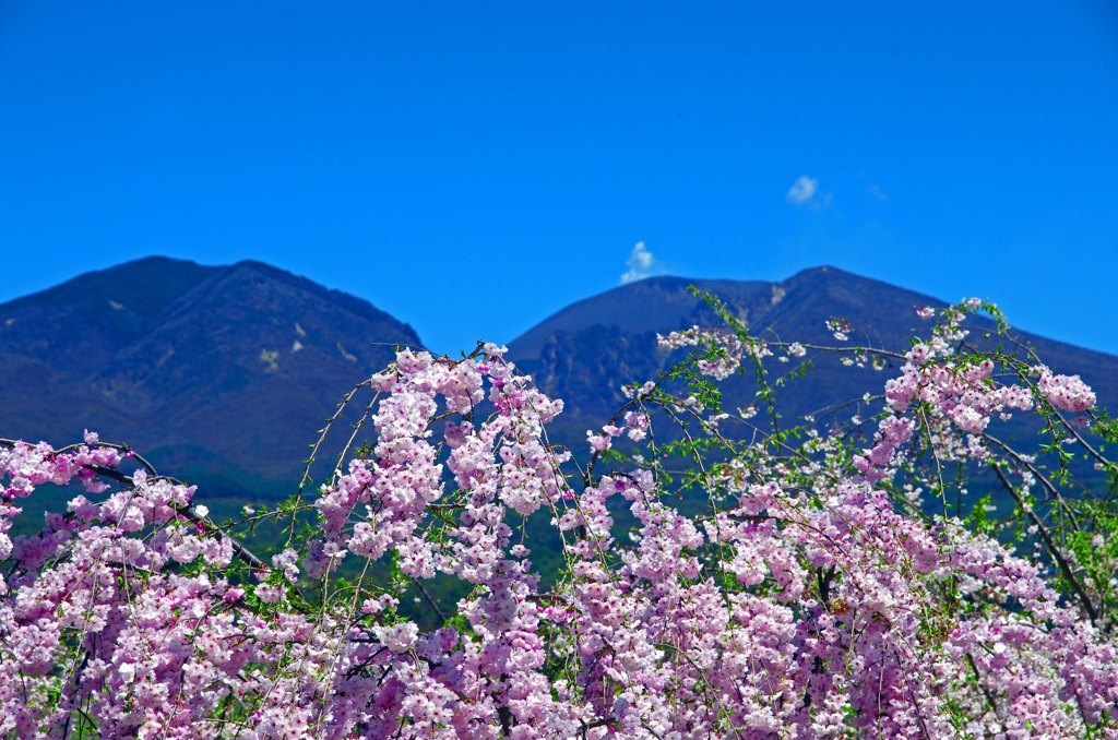 桜と浅間山　IMG8703zz