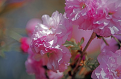 八重の緋桜　IMGP5110zz