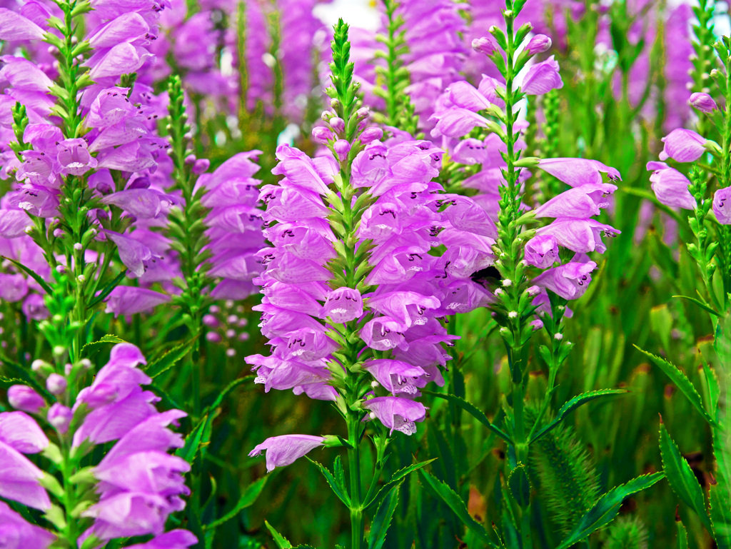 花虎の尾　P1670749zz