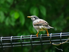 椋鳥　P1230424zz