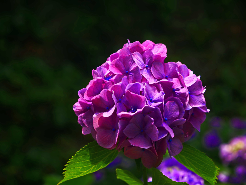 晴れ姿　P1550748zz