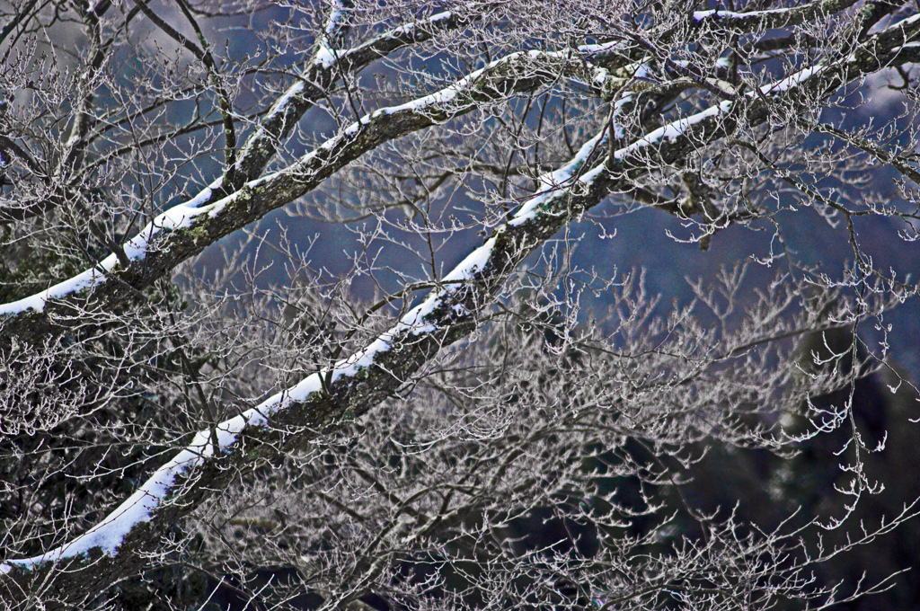樹氷　IMGP4771zz