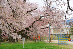 日本一の学校桜　IMGP4471zz