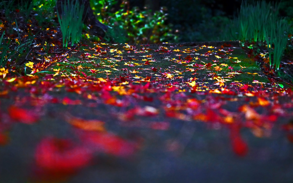 星屑の小径　P1800309zz