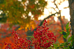 ナンテンの輝き　P1058708zz