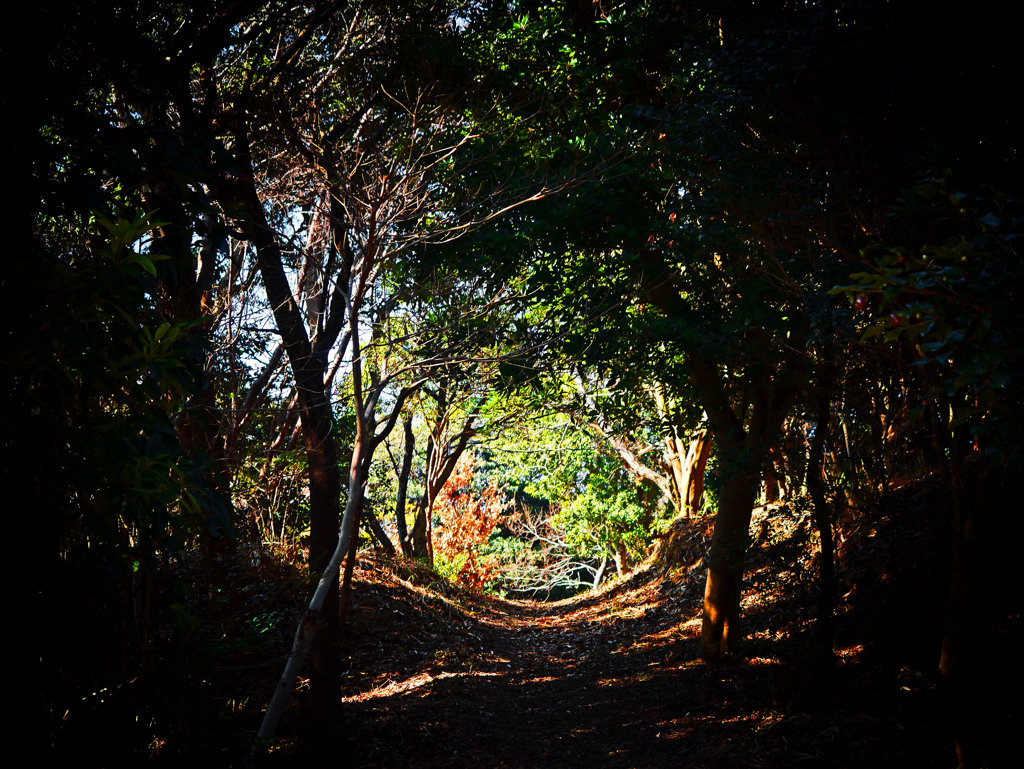 森のトンネル　P1520716zz