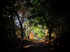 森のトンネル　P1520716zz