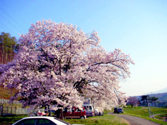 旅の途中で出会った桜　DSC00028zz